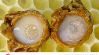 Công dụng của sữa ong chúa